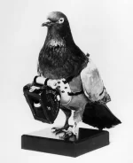 carrier-pigeon.webp