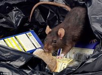 rat-dumpster-diving-pet-expert-Steve-Dale.jpg