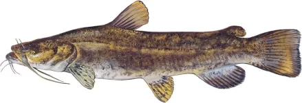 flathead_catfish_1000.webp