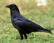 crow.webp