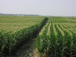 corn-field.jpg