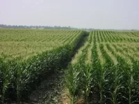 corn-field.webp