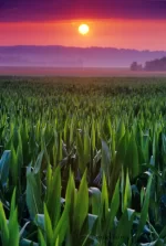 759_1cornfield_sunrise_copy.webp