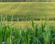 11.16.12-Corn-Field.webp