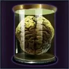 Brain_in_a_bottle.webp