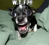 WTF.webp