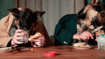 94008-dogs-peanut-butter-human-hands-uJwl.gif