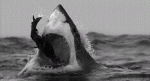 shark-eating-seal-shark-gifs.gif