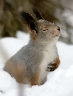 rabbit (2015_07_03 03_36_12 UTC).webp