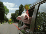 geico-pig-o.gif