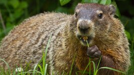 GroundhogShenandoahNPFlickrCCCrop.jpg