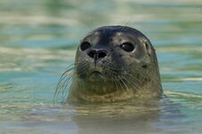 211101131508-03-harbour-seal-pups-study.jpg