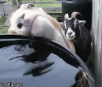 goat-rodeo-drinking.gif goat-rodeo-drinking.gif