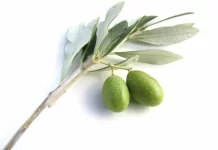 Olive-branch-wallpaper.webp