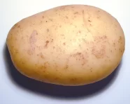 potato0729.webp