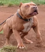 razors-edge-pitbull-dogs-kennels.webp