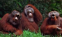 Orangutans-Laughing-011.webp