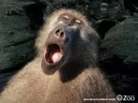 baboon.webp baboon.webp