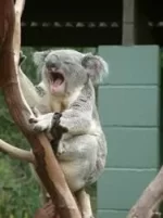 koala.webp koala.webp