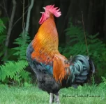 Rooster Crowing.webp Rooster Crowing.webp