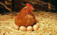 Red-Hen-with-eggs.webp