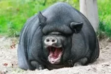 pig.webp