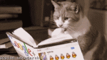 cat reading .gif