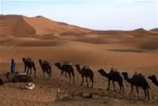 camels.webp