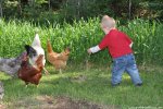 Feed-the-chickens.jpg