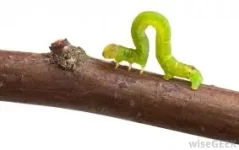 inchworm.webp