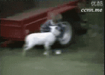baby being butted by goat.gif