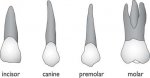types-of-teeth1334279323277.jpg