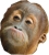 monkey-serious.png