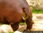 hippo-gets-explosive-diarrhea-o.gif hippo-gets-explosive-diarrhea-o.gif