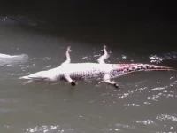 Image 9-24-16 at 6.28 PM.webp