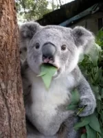 Surprised-Koala.webp