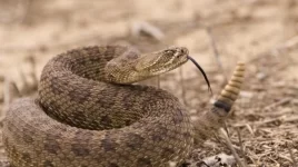 rattlesnake-tongue.jpg.adapt.945.1.webp