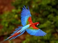 Parrot%u00252BHd%u00252BWallpapers_.webp