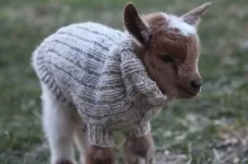 these-baby-goats-in-tiny-sweaters-will-make-2-28993-1460819049-5_dblbig.webp