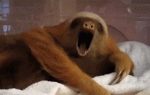 sloth yawn.gif