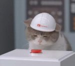 cat-wearing-helmet-pressing-red-button-science-13977774880.jpg