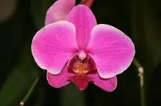 orchid.webp