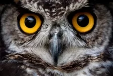 owl-eyes.webp