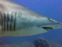 nurse_shark.webp