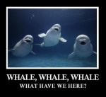 Whale-Whale-Whale.jpg