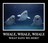 Whale-Whale-Whale.webp