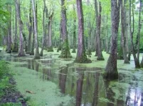 cypress-swamp.webp