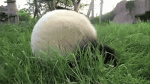 Panda-Rolling.gif