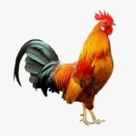 rooster.webp