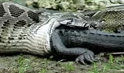 gator.webp